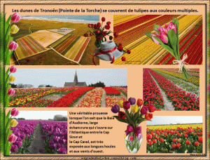 "Tulipes à La Torche" @ La Pointe de La Torche
